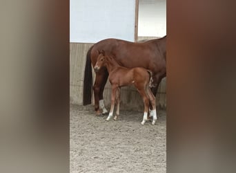 Hannover, Giumenta, Puledri (03/2025), Sauro