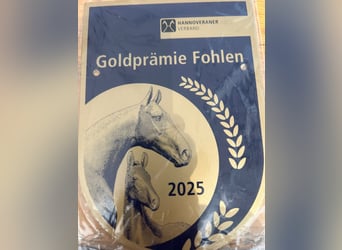 Hannover, Giumenta, Puledri (03/2025), Sauro