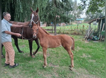 Hannover, Giumenta, Puledri (06/2026), Sauro