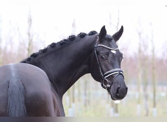 Hannover, Stallone, 12 Anni, 170 cm, Baio nero