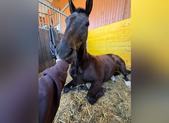 Hannover, Stallone, 13 Anni, 170 cm, Baio scuro