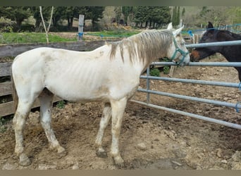 Hannover, Stallone, 16 Anni, 170 cm, Bianco