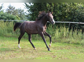 Hannover, Stallone, 1 Anno, 140 cm, Può diventare grigio