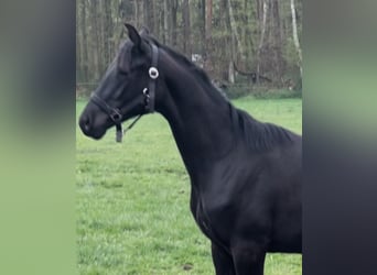 Hannover, Stallone, 1 Anno, 160 cm, Morello