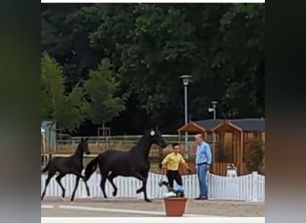 Hannover, Stallone, 1 Anno, 160 cm, Morello