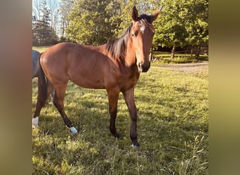 Hannover, Stallone, 1 Anno, 167 cm, Baio