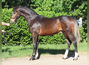 Hannover, Stallone, 1 Anno, 170 cm, Baio