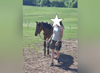 Hannover, Stallone, 1 Anno, 170 cm, Baio