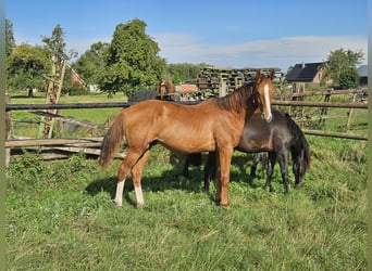 Hannover, Stallone, 1 Anno, 170 cm, Sauro