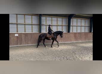 Hannover, Stallone, 1 Anno, 173 cm, Baio