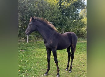 Hannover, Stallone, 1 Anno, 174 cm, Morello