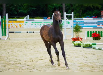 Hannover, Stallone, 1 Anno, 175 cm, Può diventare grigio