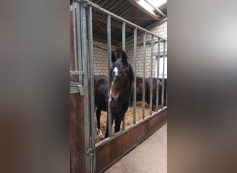 Hannover, Stallone, 1 Anno, 175 cm, Può diventare grigio