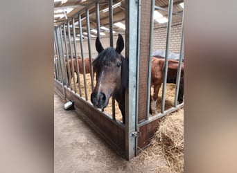 Hannover, Stallone, 1 Anno, 175 cm, Può diventare grigio