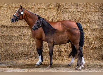 Hannover, Stallone, 1 Anno, 175 cm, Può diventare grigio