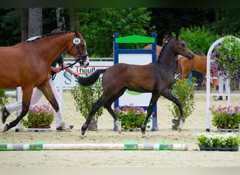 Hannover, Stallone, 1 Anno, 175 cm, Può diventare grigio