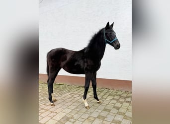 Hannover, Stallone, 1 Anno, Può diventare grigio