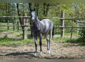 Hannover, Stallone, 1 Anno, Può diventare grigio