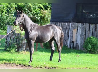 Hannover, Stallone, 2 Anni, 155 cm, Morello