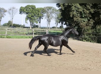 Hannover, Stallone, 2 Anni, 155 cm, Morello
