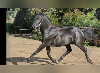 Hannover, Stallone, 2 Anni, 155 cm, Morello