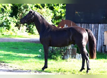 Hannover, Stallone, 2 Anni, 155 cm, Morello