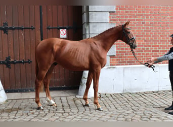 Hannover, Stallone, 2 Anni, 162 cm, Sauro