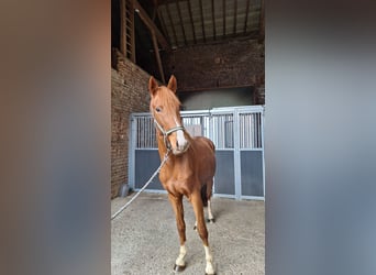 Hannover, Stallone, 2 Anni, 162 cm, Sauro