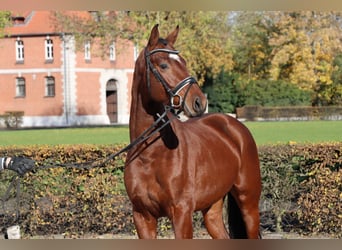 Hannover, Stallone, 2 Anni, 164 cm, Baio