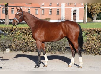 Hannover, Stallone, 2 Anni, 164 cm, Baio