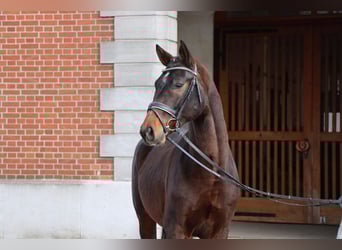 Hannover, Stallone, 2 Anni, 164 cm, Baio scuro