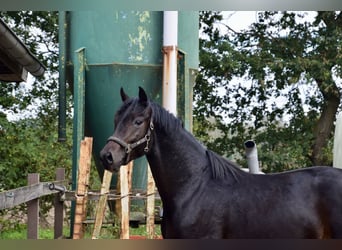 Hannover, Stallone, 2 Anni, 165 cm, Baio