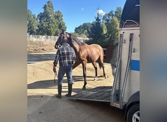 Hannover, Stallone, 2 Anni, 165 cm, Baio