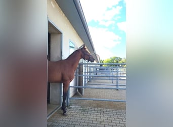 Hannover, Stallone, 2 Anni, 165 cm, Baio