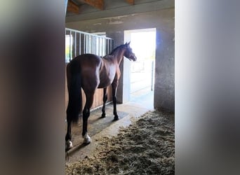 Hannover, Stallone, 2 Anni, 165 cm, Baio