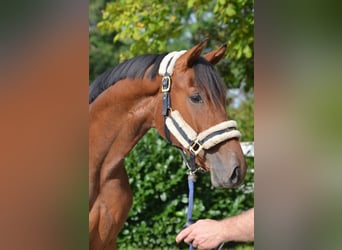 Hannover, Stallone, 2 Anni, 165 cm, Baio