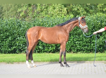 Hannover, Stallone, 2 Anni, 165 cm, Baio