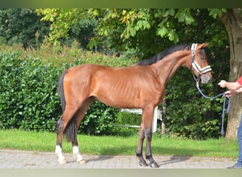 Hannover, Stallone, 2 Anni, 165 cm, Baio