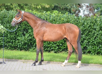 Hannover, Stallone, 2 Anni, 165 cm, Baio