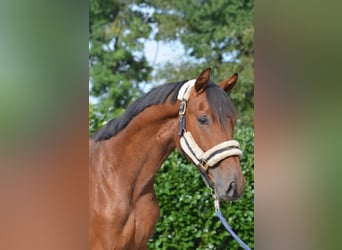 Hannover, Stallone, 2 Anni, 165 cm, Baio