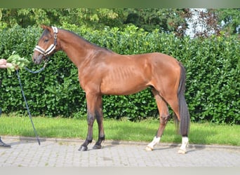Hannover, Stallone, 2 Anni, 165 cm, Baio