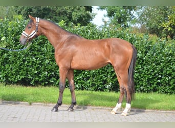 Hannover, Stallone, 2 Anni, 165 cm, Baio