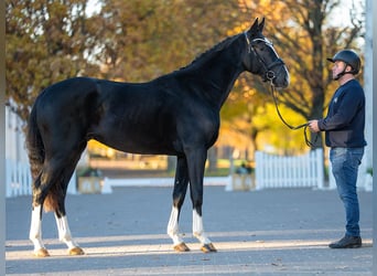 Hannover, Stallone, 2 Anni, 165 cm, Morello
