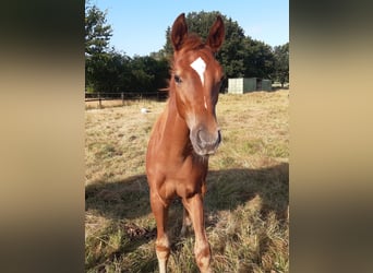 Hannover, Stallone, 2 Anni, 165 cm, Sauro