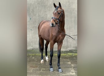 Hannover, Stallone, 2 Anni, 166 cm, Baio