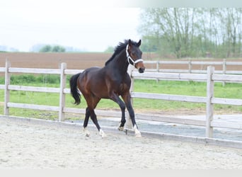 Hannover, Stallone, 2 Anni, 166 cm, Baio nero