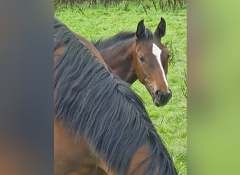 Hannover, Stallone, 2 Anni, 166 cm