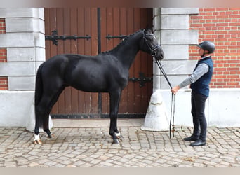 Hannover, Stallone, 2 Anni, 166 cm, Morello