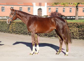 Hannover, Stallone, 2 Anni, 166 cm, Sauro
