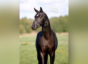 Hannover, Stallone, 2 Anni, 167 cm, Morello